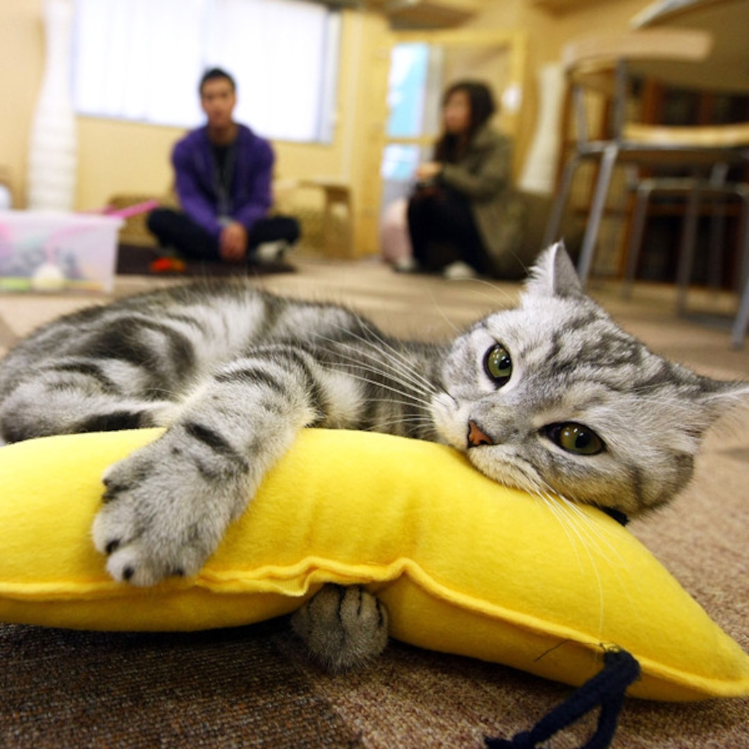 London s First Cat Caf Is Opening Soon Find Out Where London s First Cat Caf Is Opening Soon Find Out Where